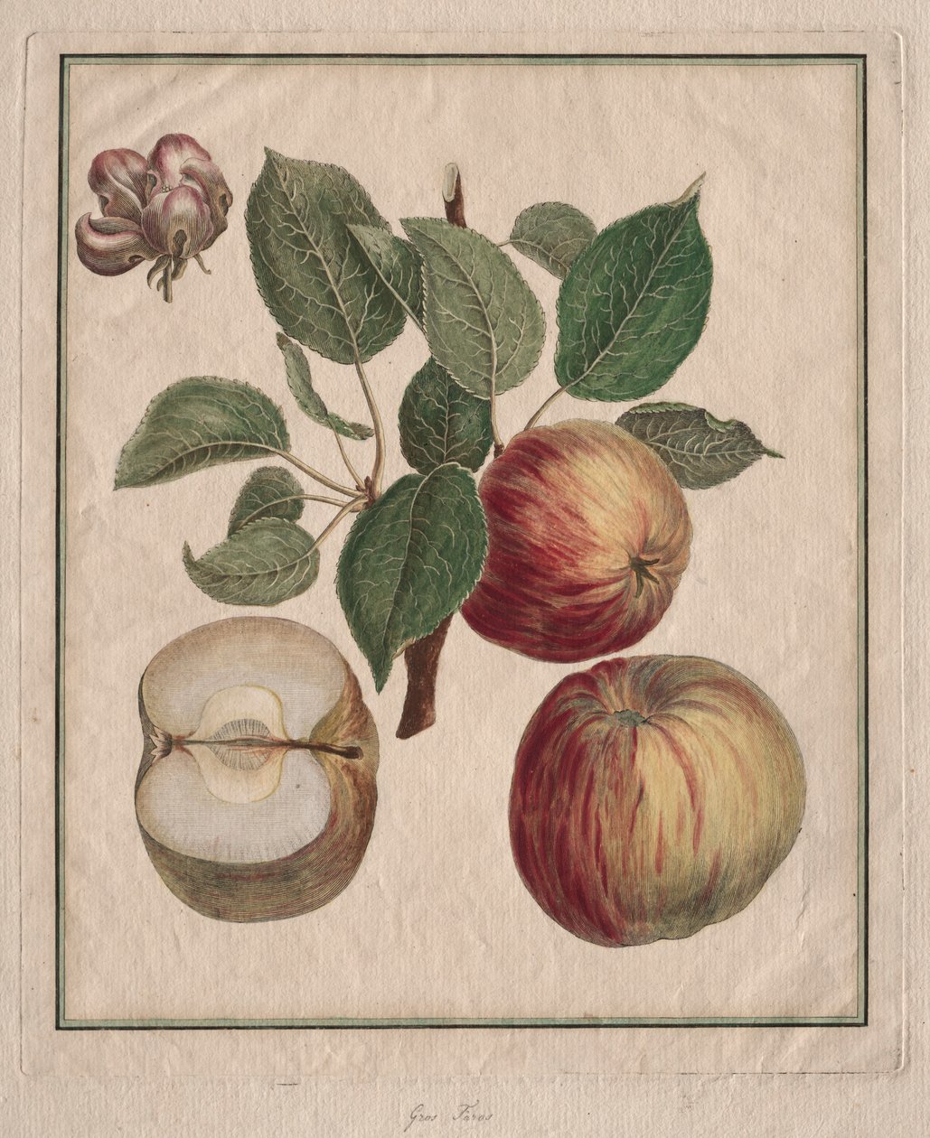 Apfel mit Blatt und Blüten, 1768 von Henri Louis Duhamel du Monceau