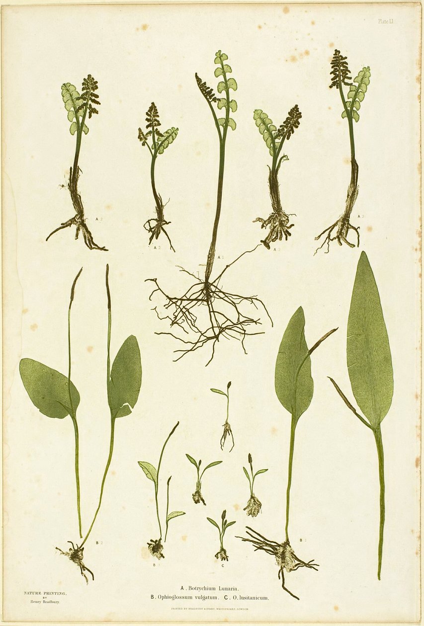 Naturdruck von Mondkraut und Natternzungenfarnen, Tafel 51 aus Die Farne von Großbritannien und Irland von Henry Bradbury