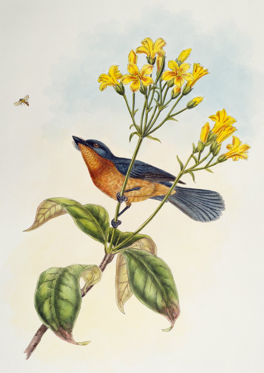 Breitschnabelschnäpper (Myiagra ruficollis), aus Birds of Asia von Henry Constantine Richter