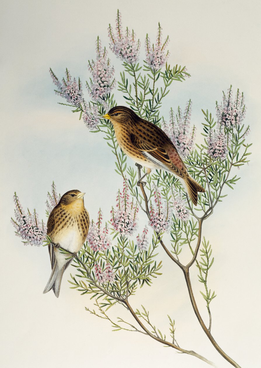Berghänfling (Carduelis flavirostris), aus Birds of Great Britain von Henry Constantine Richter