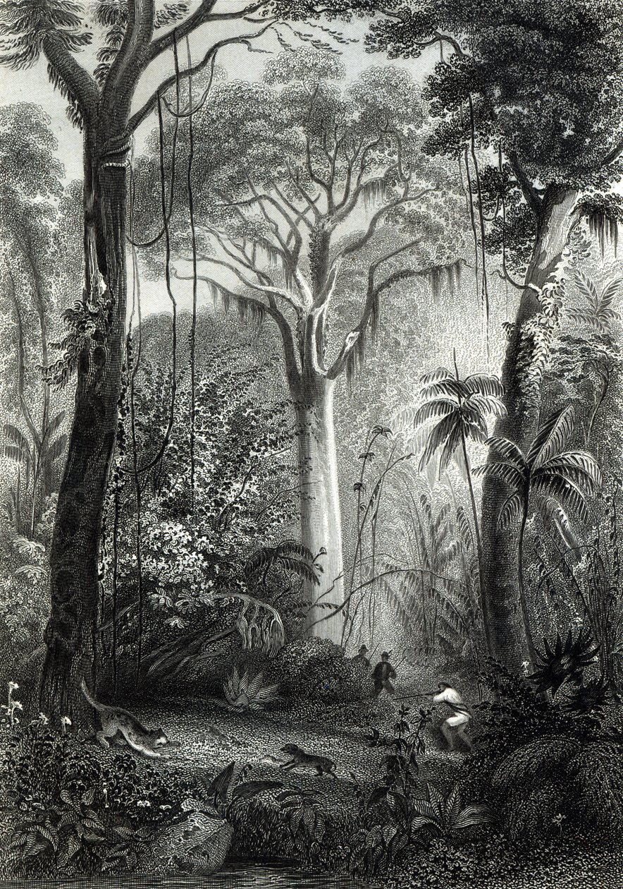 Szene in einem brasilianischen Wald, graviert von J. Bishop von Henry George Hine
