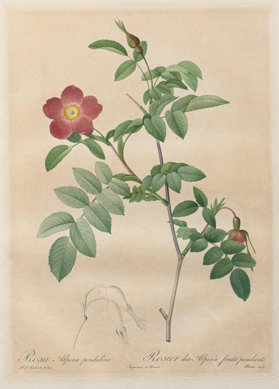 Die Rosen: Rosa alpina pendulina von Henry Joseph Redouté