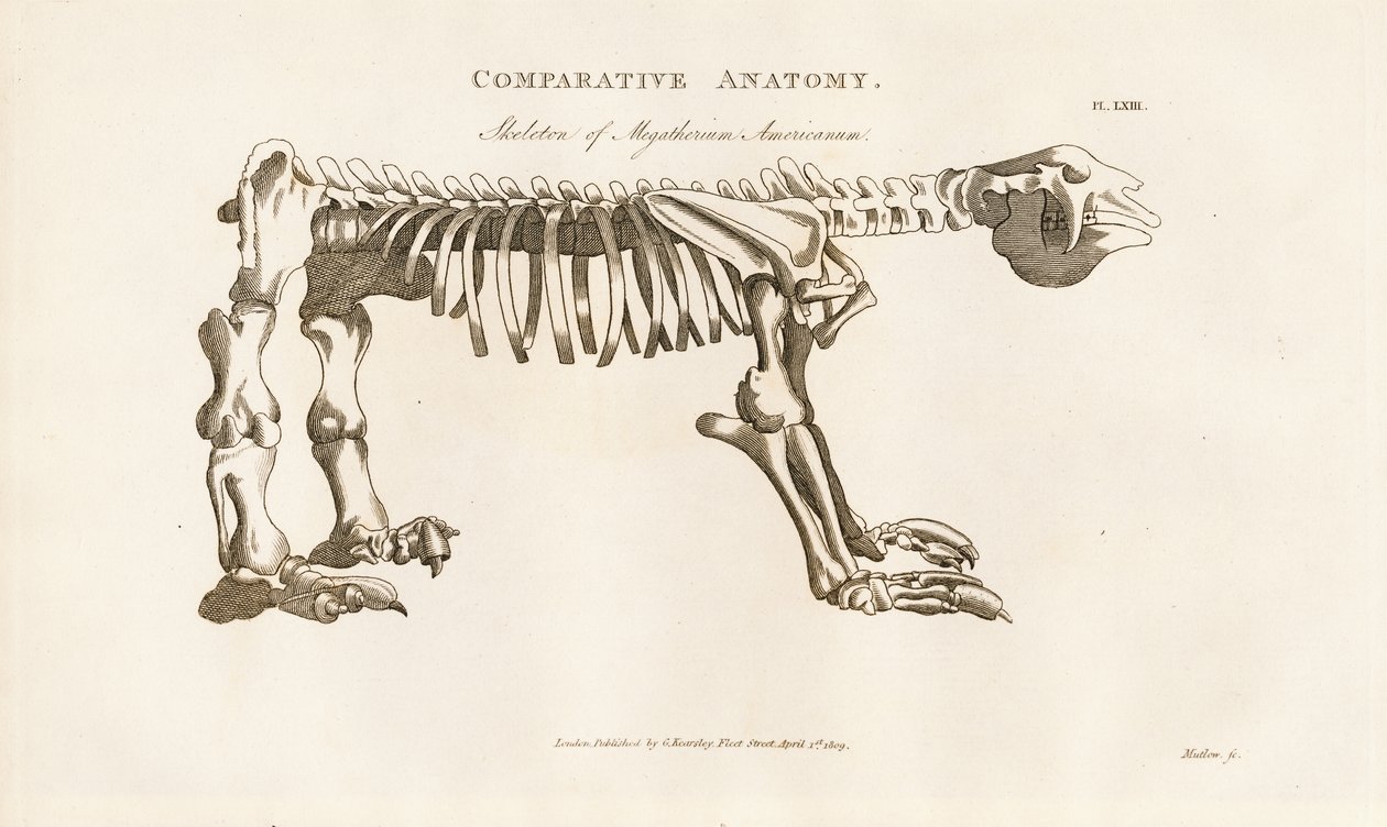 Skelett von Megatherium americanum von Henry Mutlow