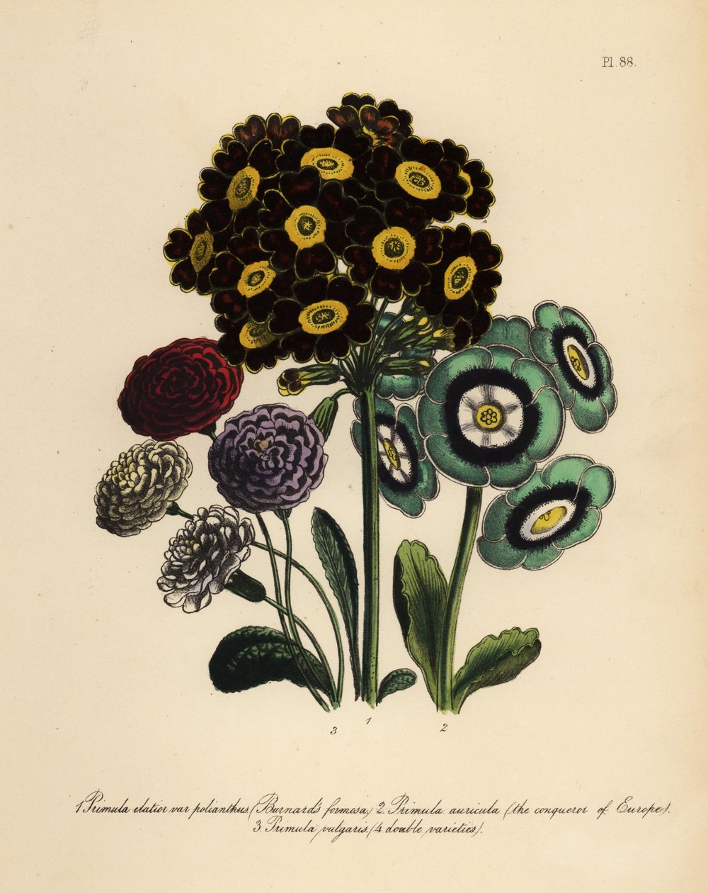 Burnards Formosa, Primula Elatior Polyanthus, Eroberer von Europa Aurikel, Primula Aurikel und Gemeine Primel (Chromolithografie) von Henry Noel Humphreys