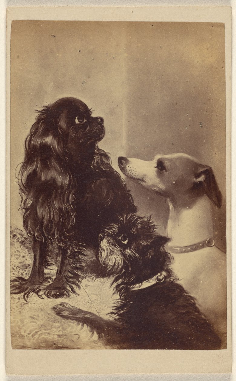 Floss, Daisy & Fee; Hunde der Baronin McClifford von Henry Pointer
