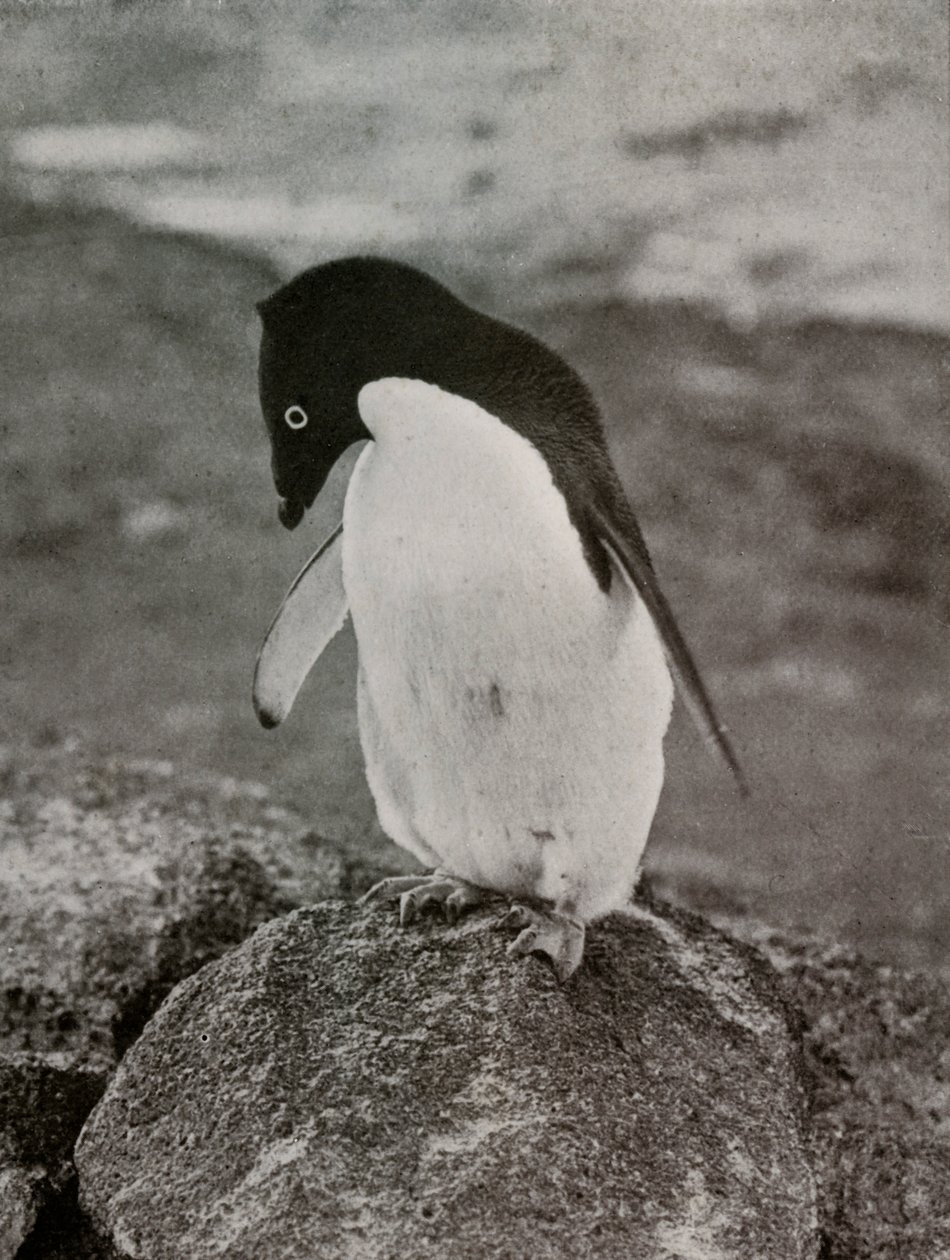 Es ist mir egal, was aus mir wird, um 1910-1913, 1913 von Herbert Ponting