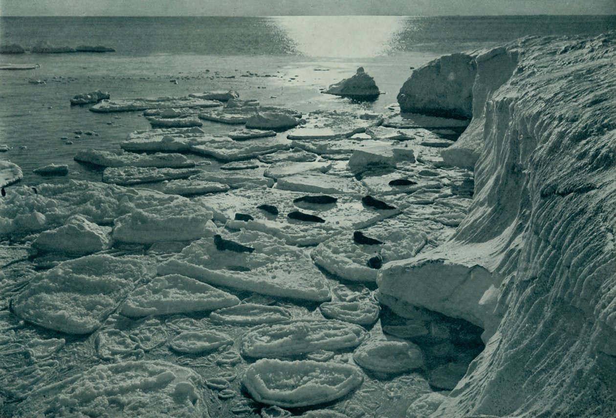 Robben sonnen sich auf neu gebildetem Pfanneneis vor Kap Evans, ca. 1910-1913, 1913 von Herbert Ponting