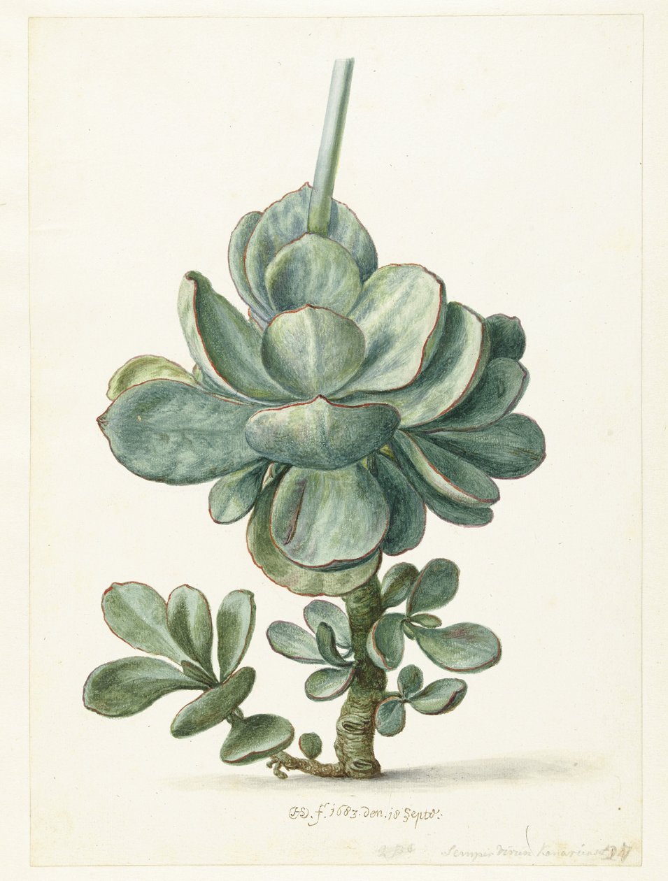 Sukkulente Pflanze (Cotyledon orbiculata?) von Herman Saftleven