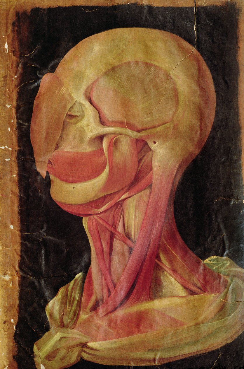 Anatomische Zeichnung des menschlichen Kopfes von Hieronymus Fabricius ab Aquapendente