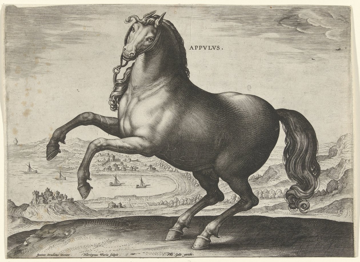 Pferd aus Süditalien (Appulus)
Pferderassen aus den königlichen Ställen von Don Juan von Österreich (Serientitel) von Hieronymus Wierix