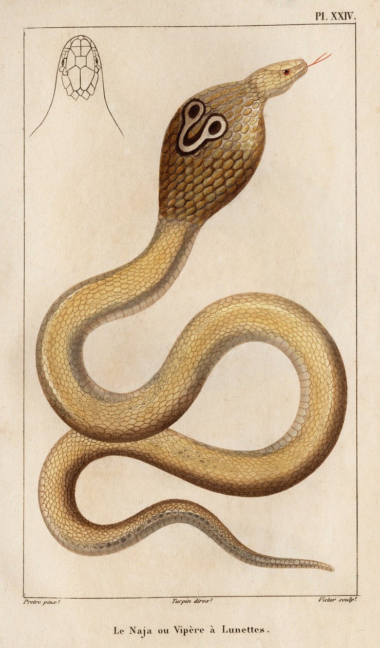 Die Naja oder Brillenschlange. Fauna der Ärzte oder Geschichte der Tiere und ihrer Produkte von Hippolyte Cloquet - Band 6 - 1825 von Hippolyte Cloquet