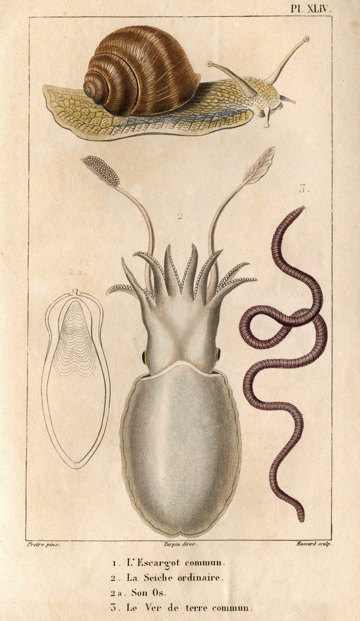 Die gemeine Schnecke, der gewöhnliche Tintenfisch, sein Knochen, der gemeine Regenwurm. in „Fauna der Docks oder Geschichte der Tiere und ihrer Produkte von Hippolyte Cloquet“ - Band 6 - 1825. von Hippolyte Cloquet