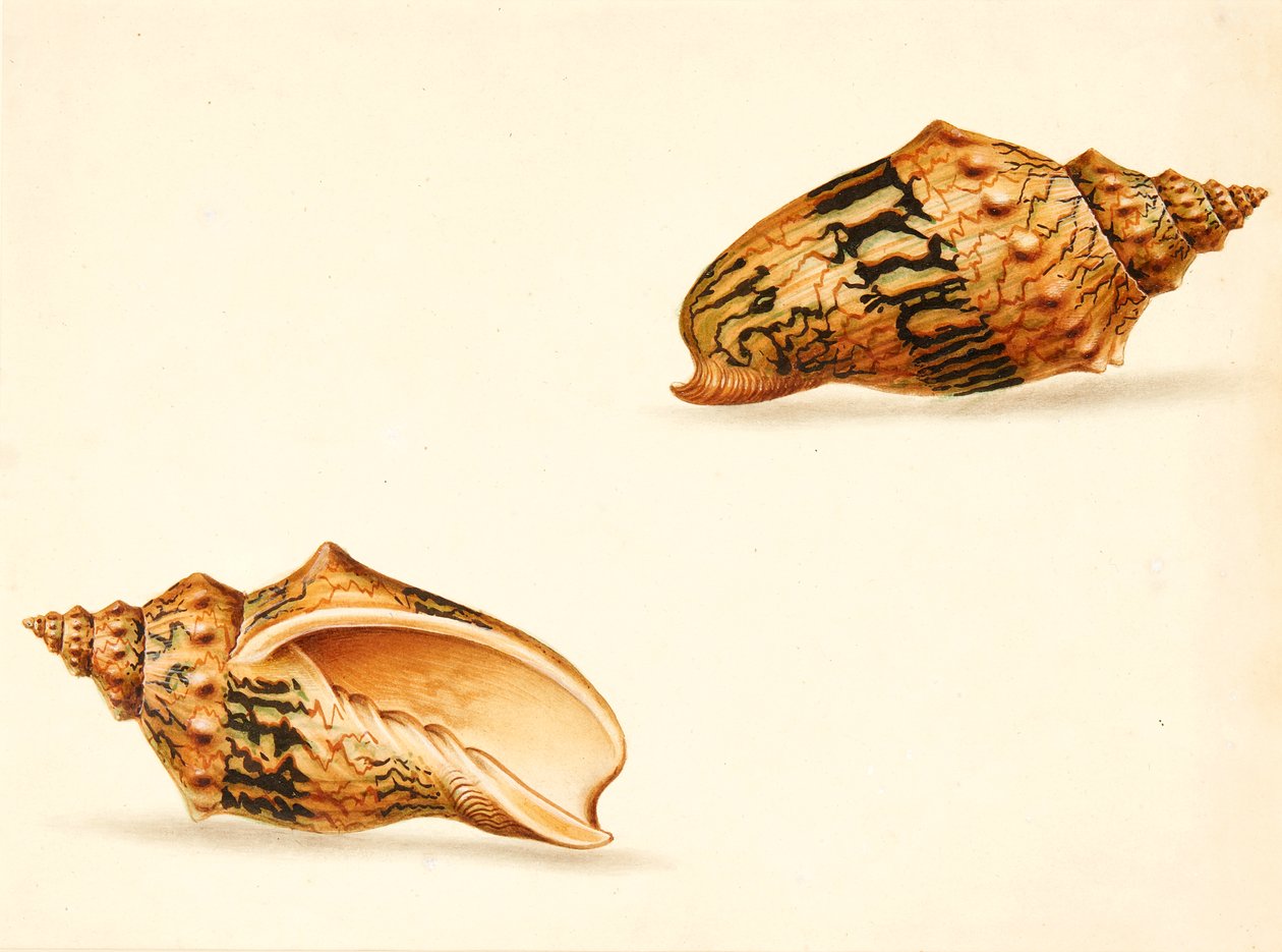Muschelstudie von Ignaz Von (manner of) Born