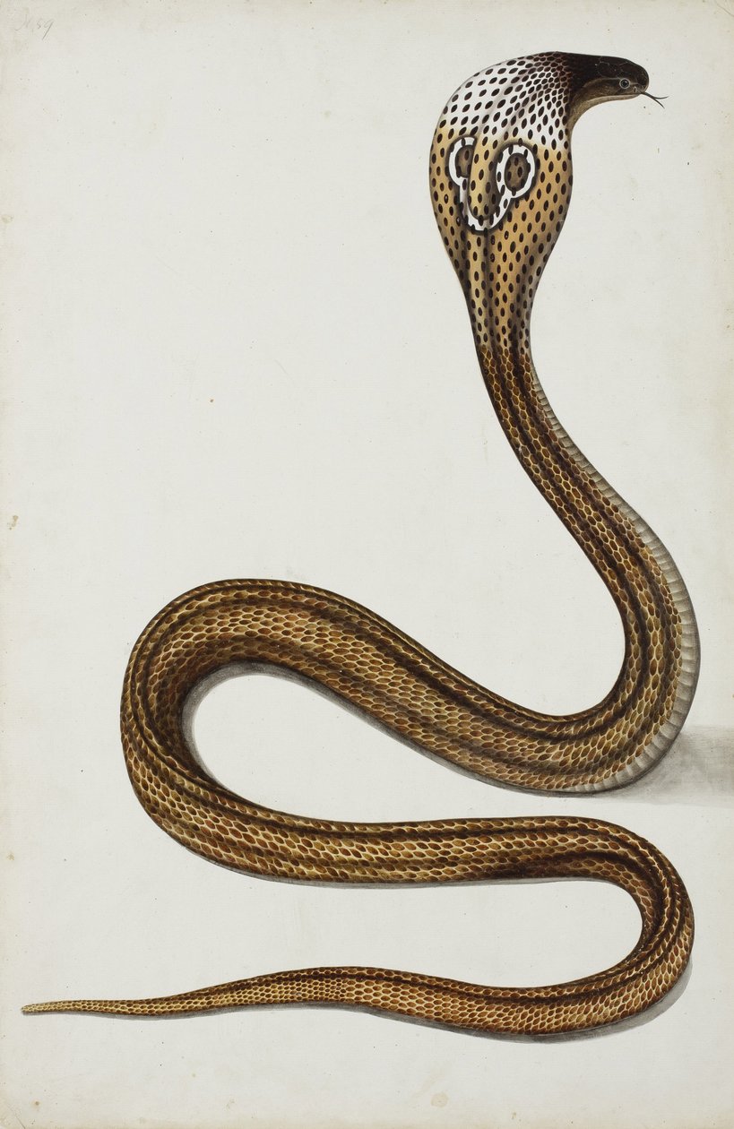 Eine Kobra (Maja tripudians) mit gespreizter Haube, 1785-89 von Indian School