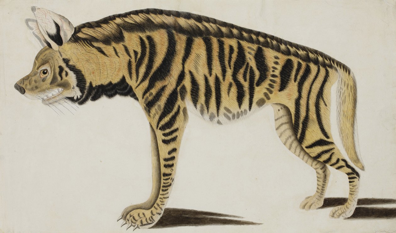 Hyäne, nach 1794 von Indian School