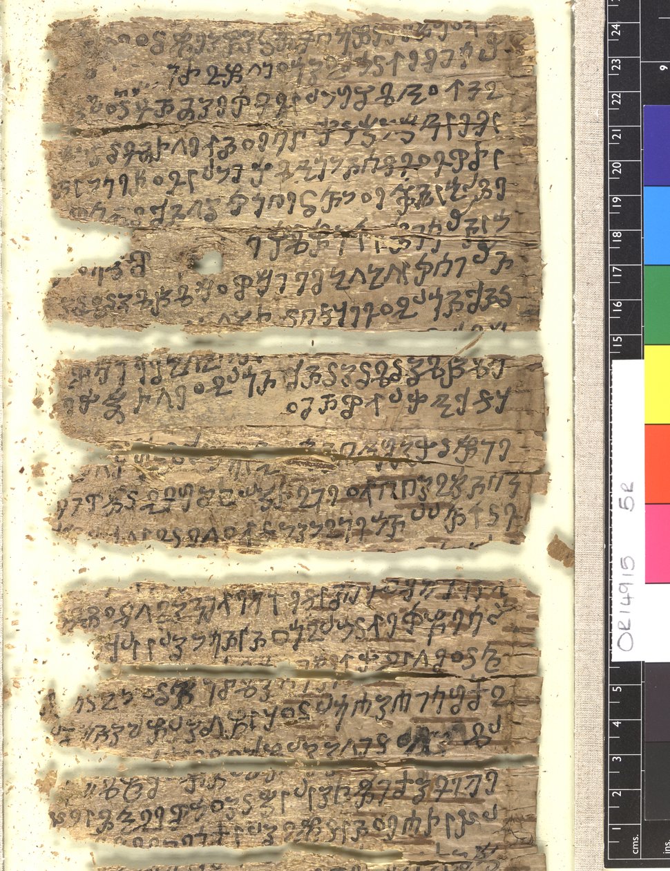 Fragmente eines Birkenrindenmanuskripts in Kharoṣṭhī von Indian School