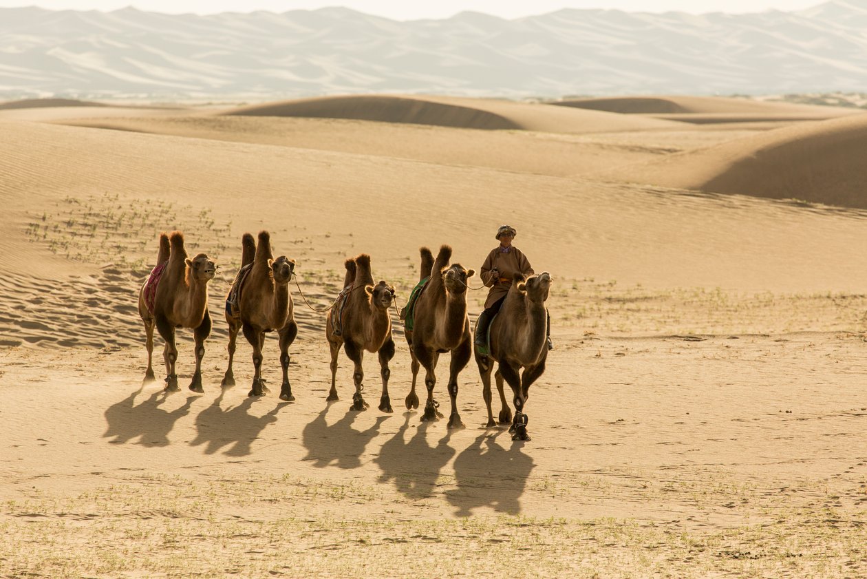 Karawane von Baktrischen Kamelen in der südlichen Gobi-Wüste, Mongolei von Ira Block