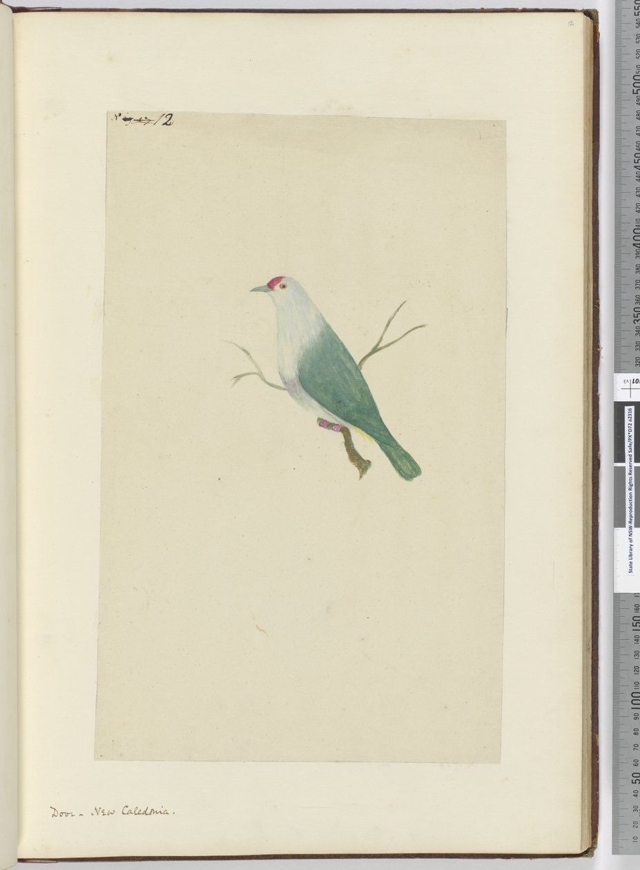 F.12 Taube, Neukaledonien, 1772-75 von Isaac Smith