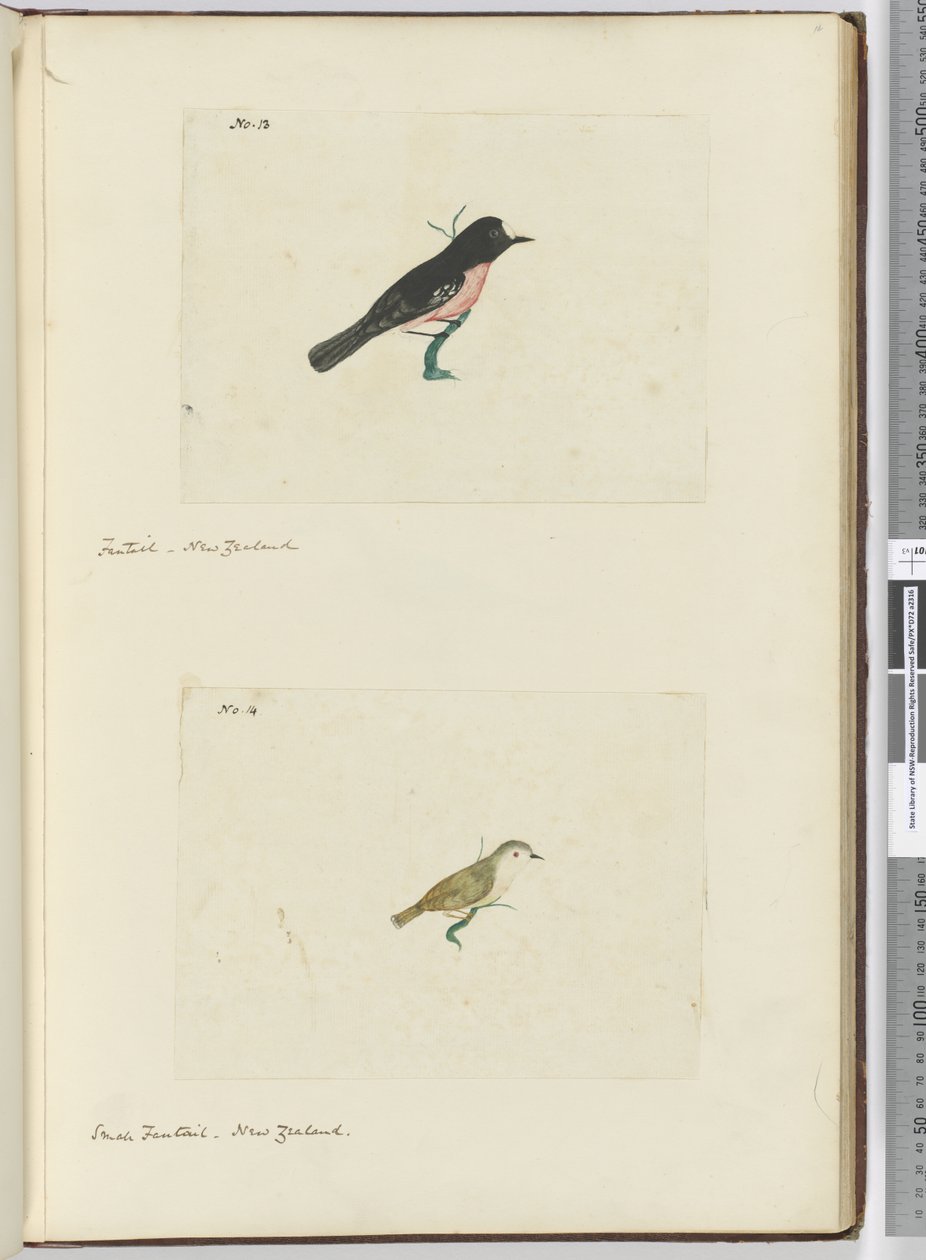 F.13 Fächerschwanz, Neuseeland  F.14 Kleiner Fächerschwanz, Neuseeland, 1772-75 von Isaac Smith