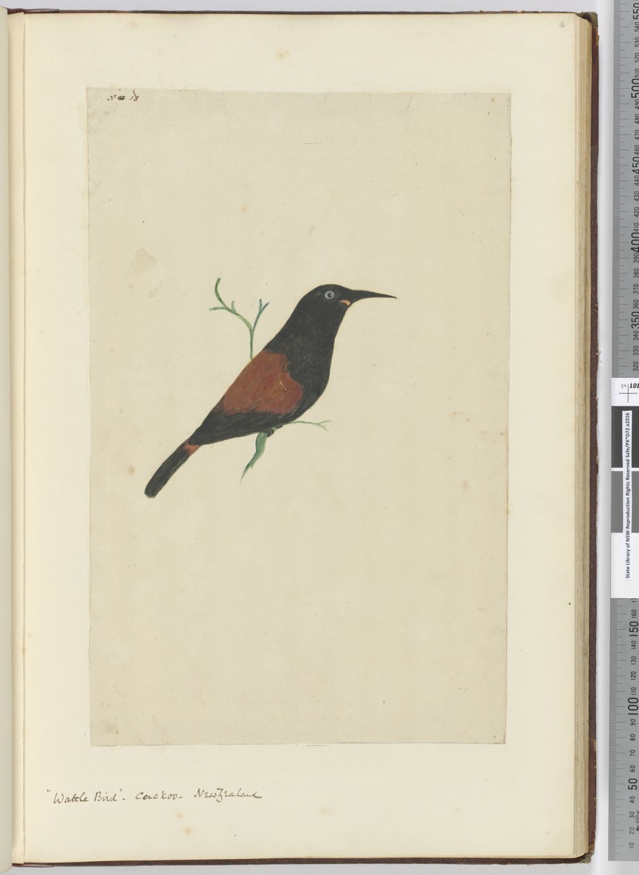 F.18 Lappenstar, Kuckuck, Neuseeland, 1772-75 von Isaac Smith