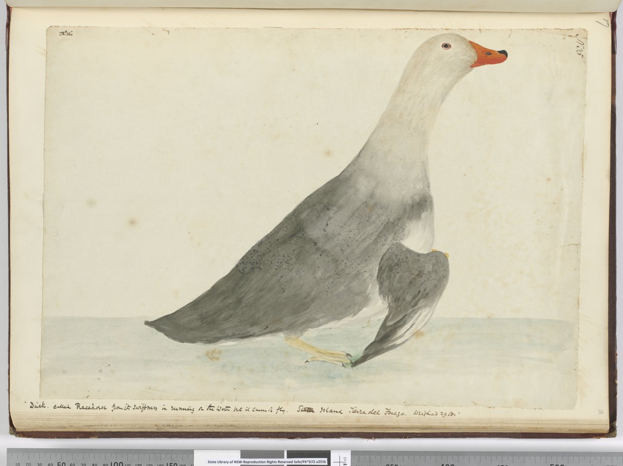 Ente genannt Rennpferd wegen ihrer Schnelligkeit beim Laufen auf dem Wasser, aber sie kann nicht fliegen. Staten Island, Feuerland. Wog 29 Pfund, 1772-75 von Isaac Smith