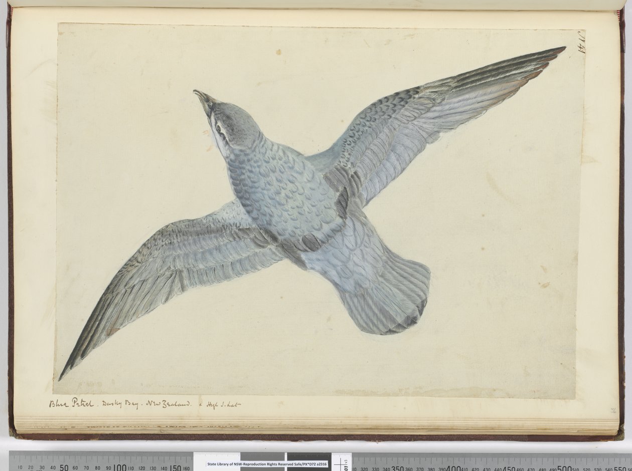 Blaue Sturmschwalbe. Dusky Bay, Neuseeland. In hohen südlichen Breiten, 1772-75 von Isaac Smith