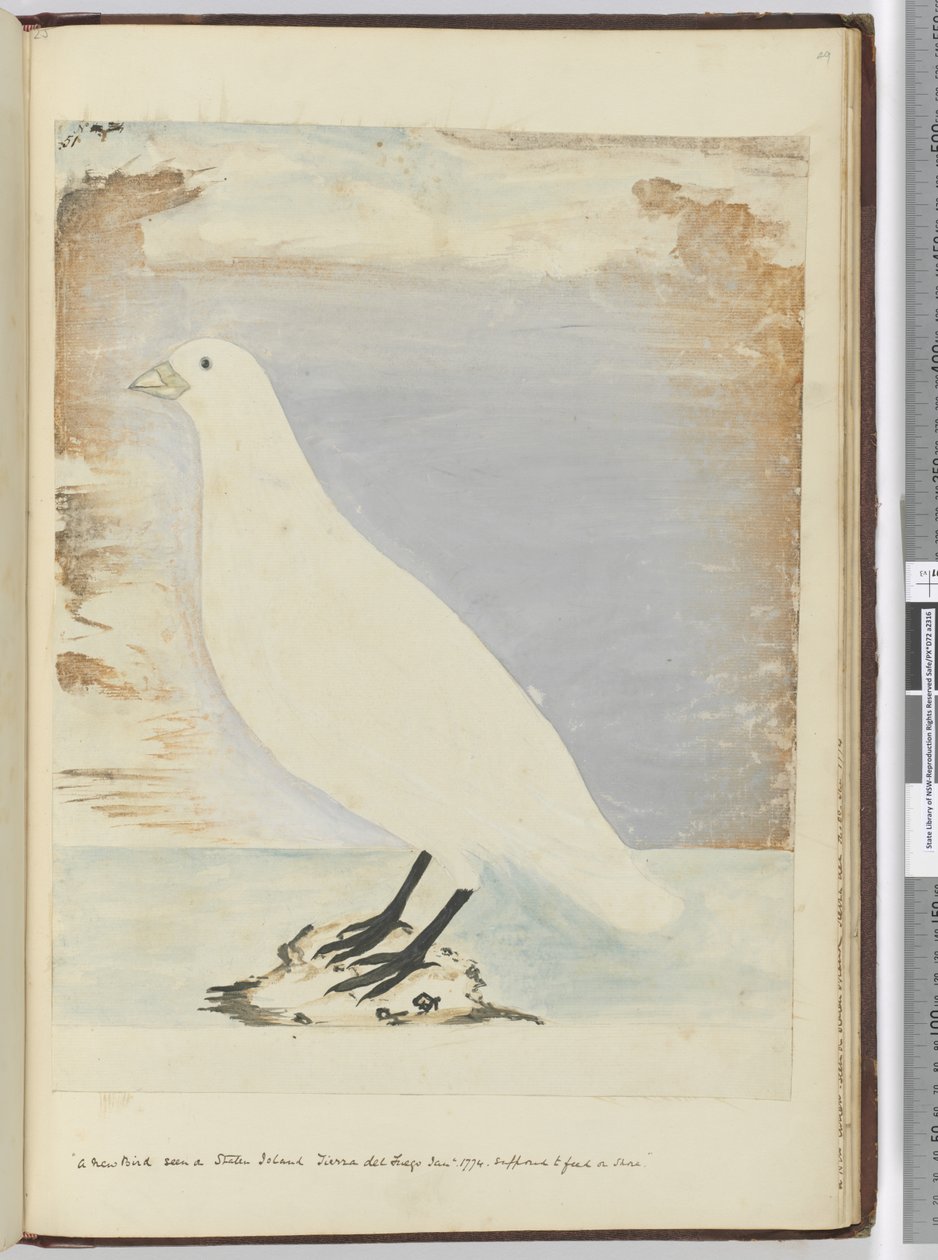 Ein neuer Vogel gesehen auf Staten Island, Feuerland, Jan. 1774. Vermutlich ernährt er sich an Land, 1772-75 von Isaac Smith