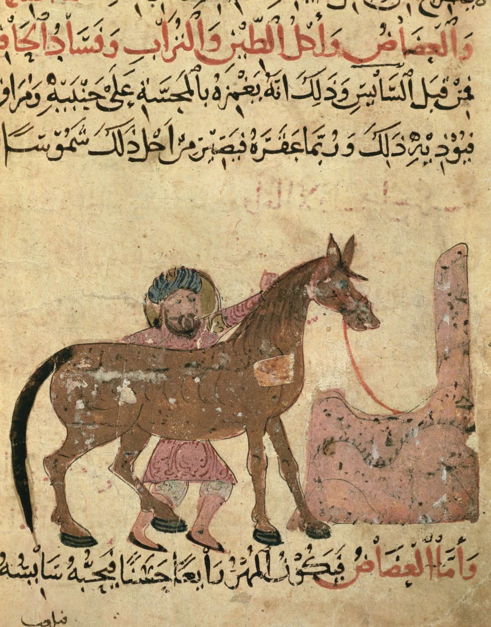 Pflege des Pferdes, Illustration aus dem 