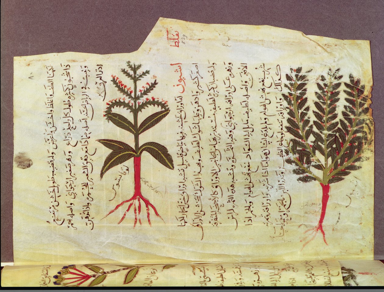 Ms. Arabe 4947 fol.84, Pflanzen aus einem Traktat von Dioscorides, 13. Jahrhundert von Islamic School