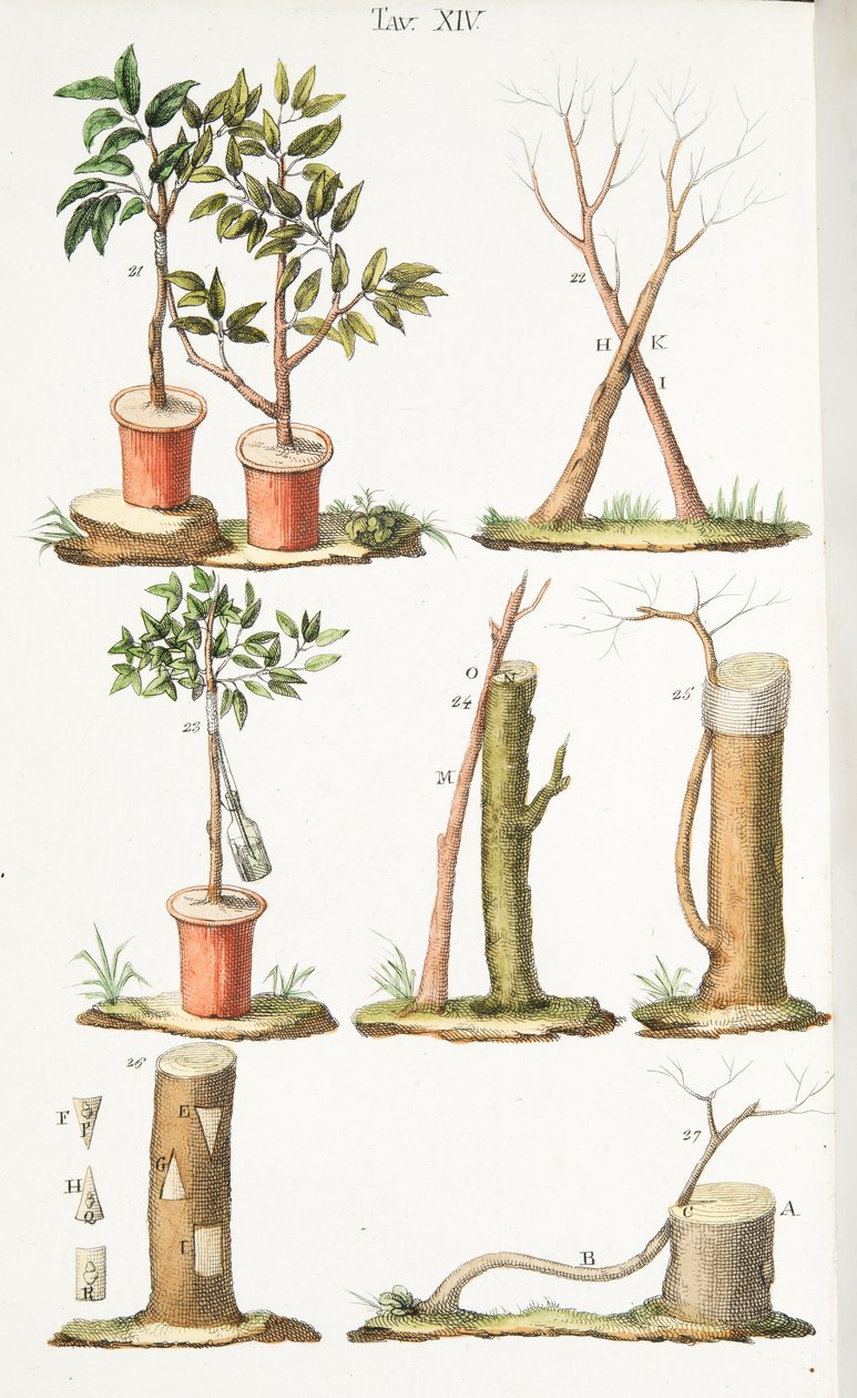 Verschiedene Beispiele des Pfropfens von Obstbäumen, Tafel XIII, aus LAntotrofia Ossia La Coltivazione DeFiori von Antonio Piccioli, 1834 von Italian School