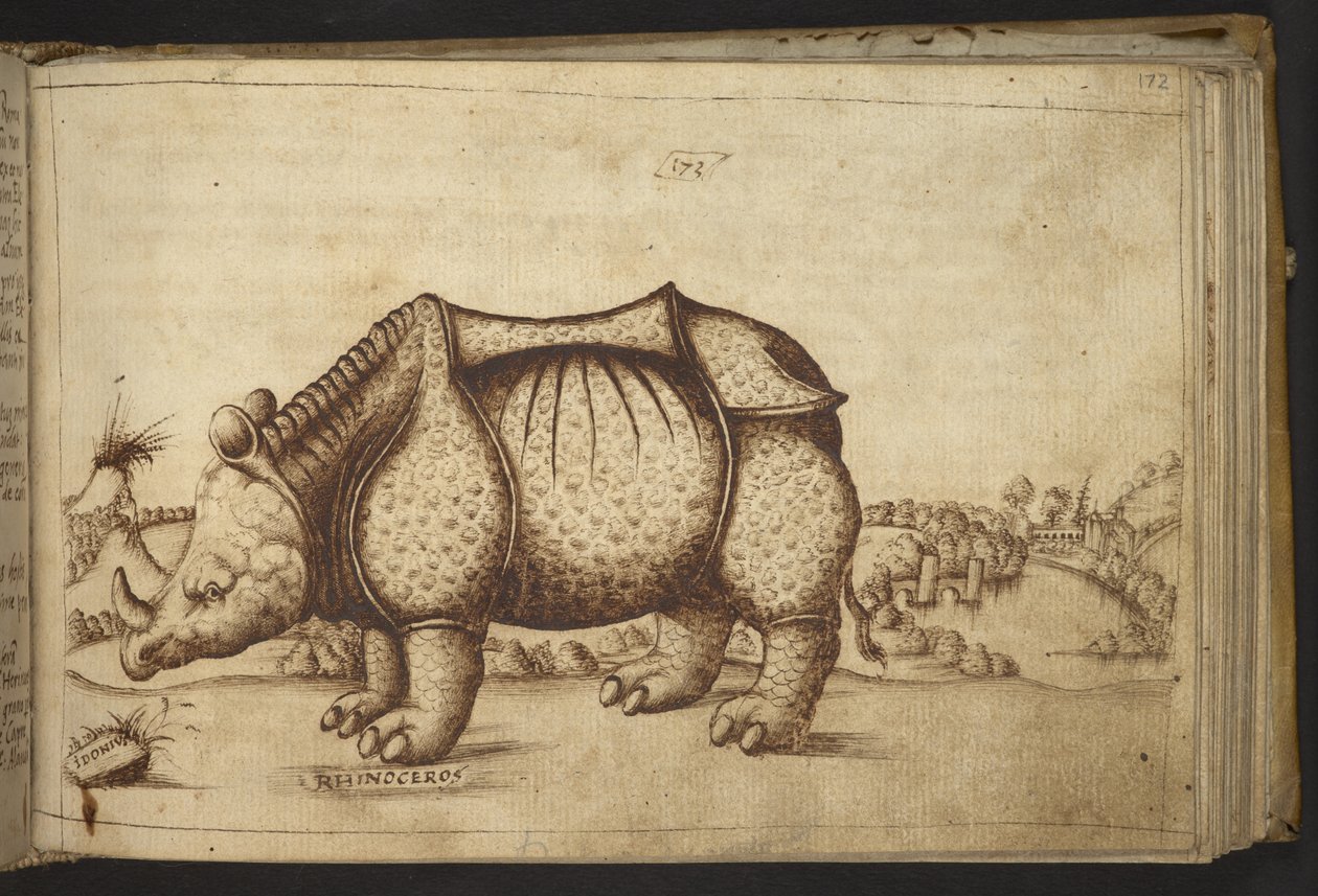 Nashorn, aus Historia Animalium von Italian School