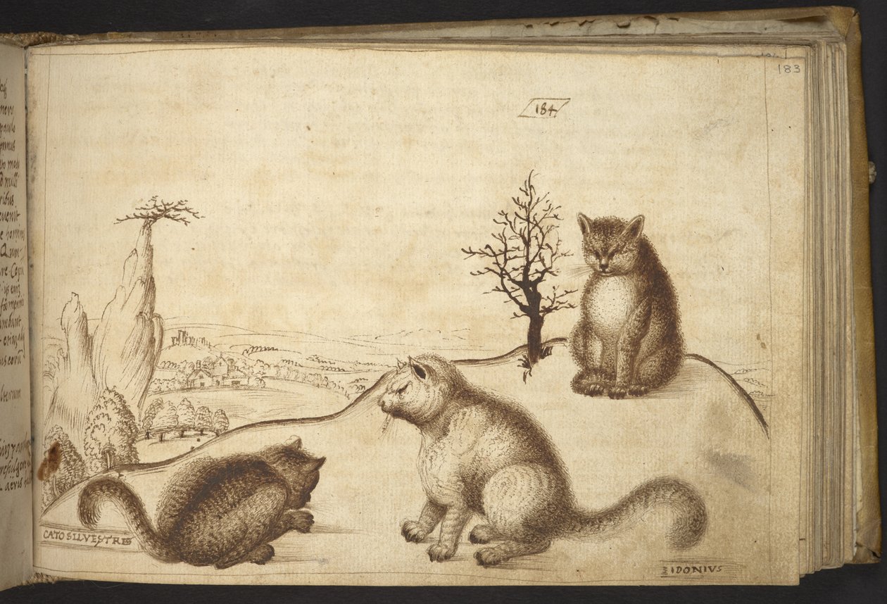 Add. 82955, f.183 Wildkatzen (