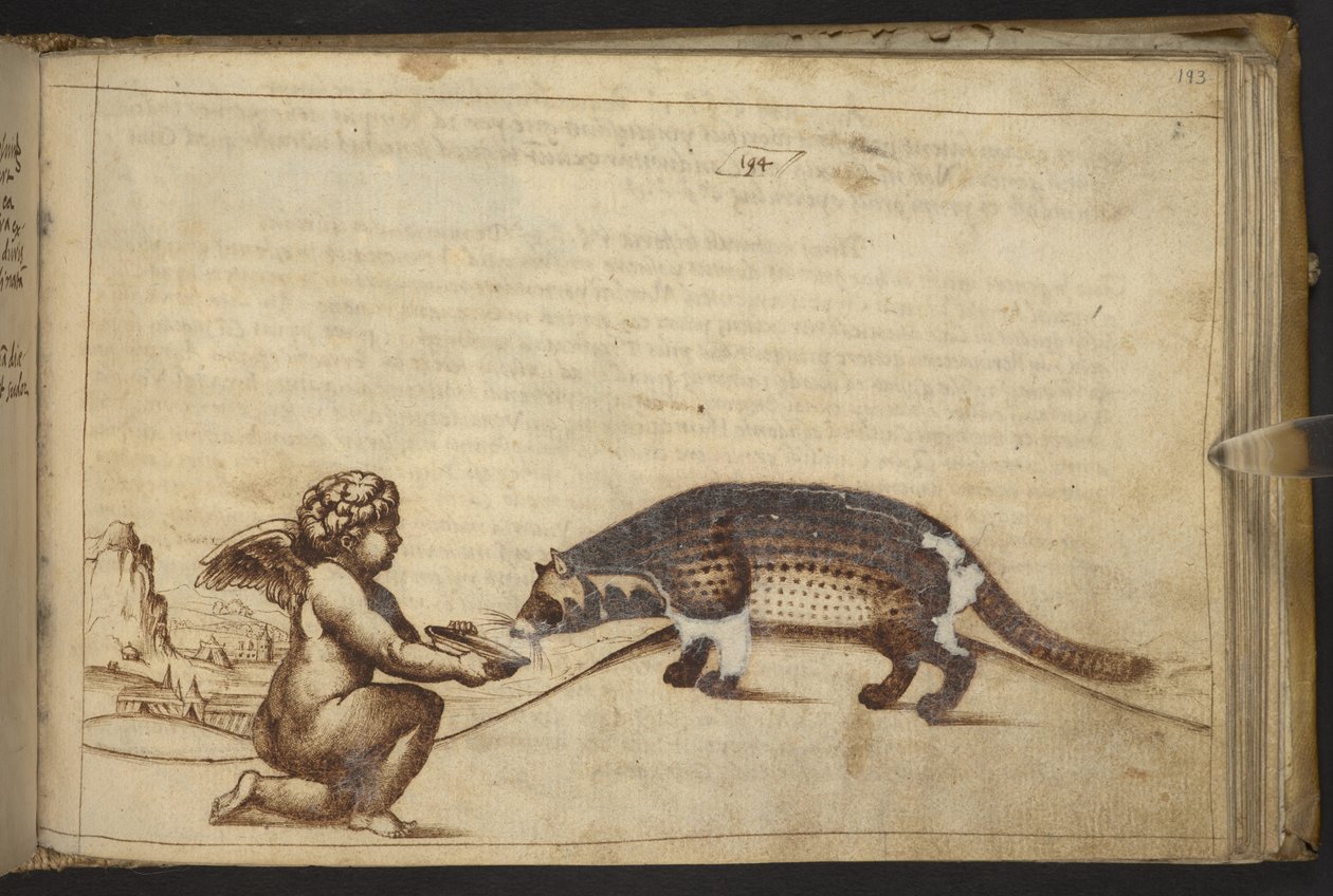 Cherub und eine Kreatur, aus Historia Animalium von Italian School
