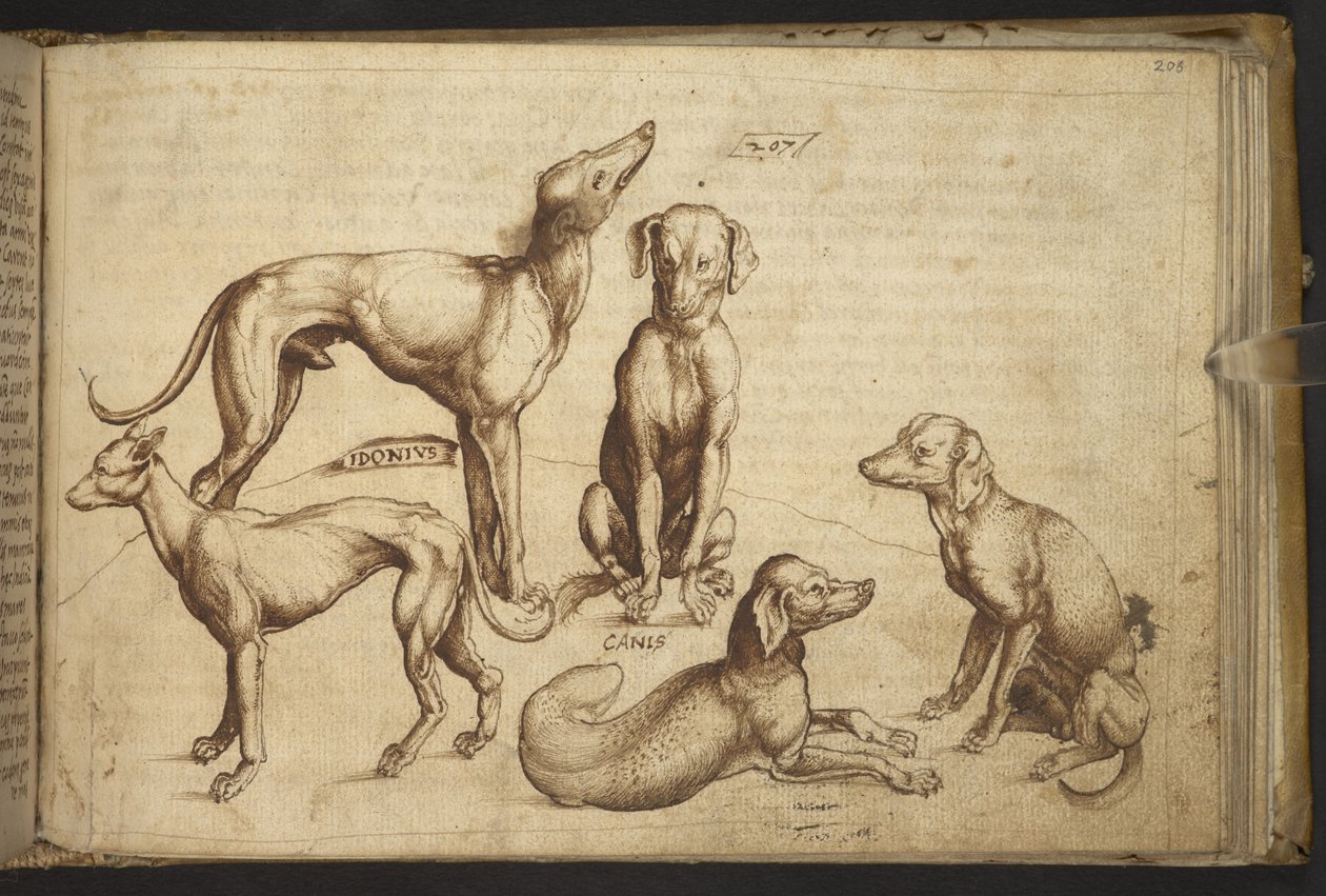 Hunde verschiedener Rassen (