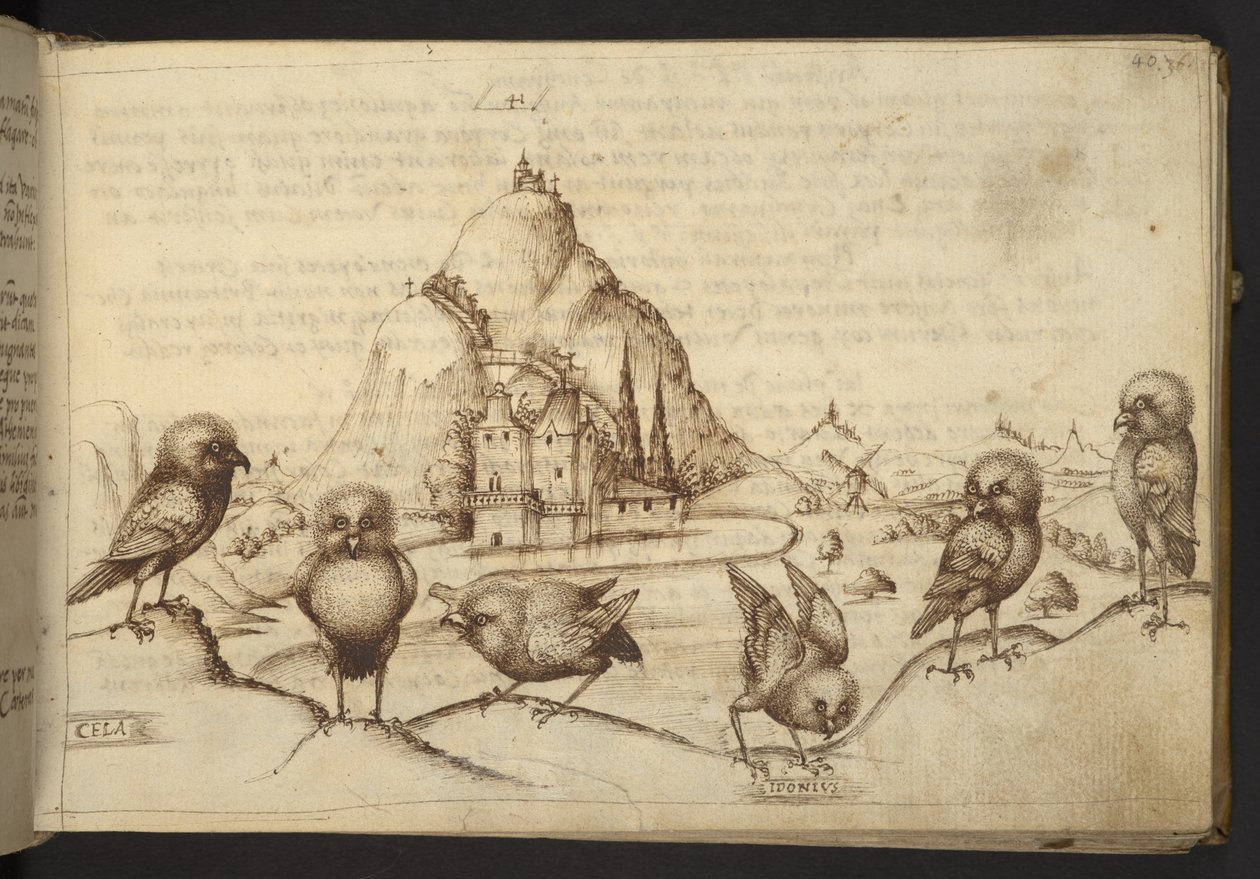 Vögel (