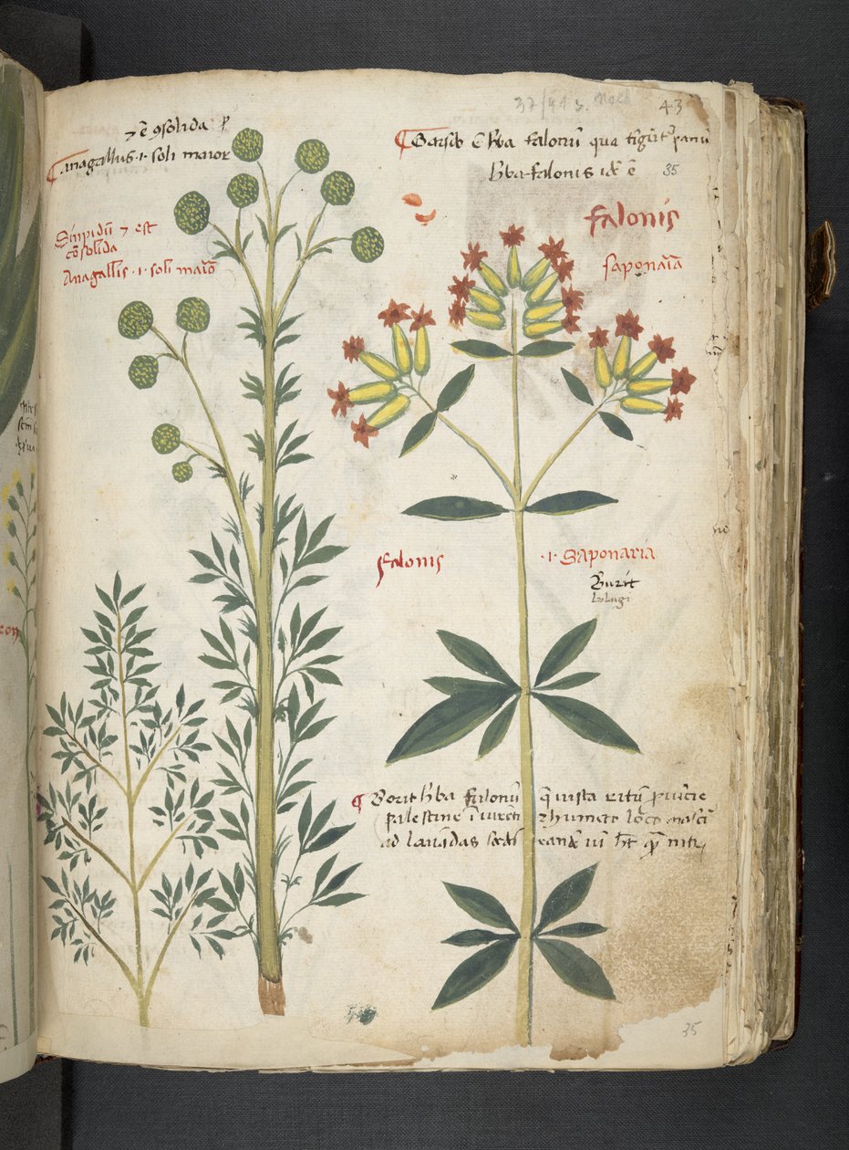 Ein Kräuterbuch, Belluno von Italian School