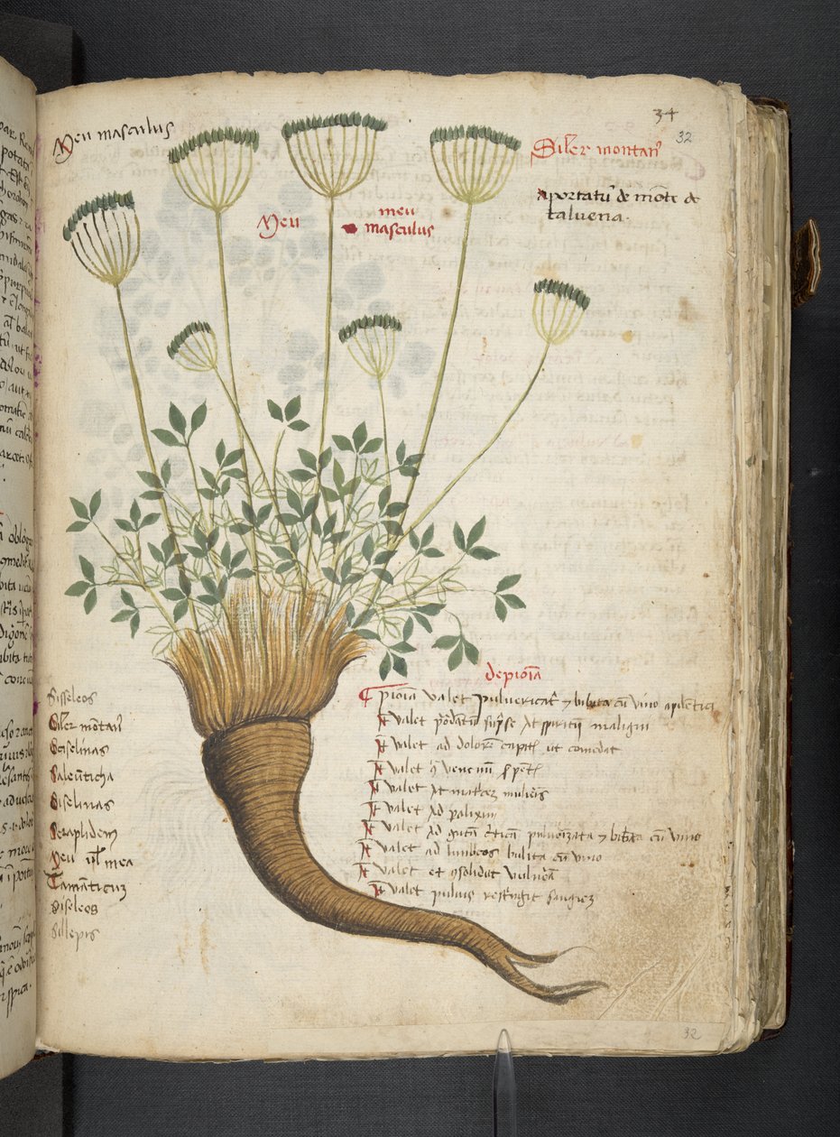 Ein Kräuterbuch, Belluno von Italian School