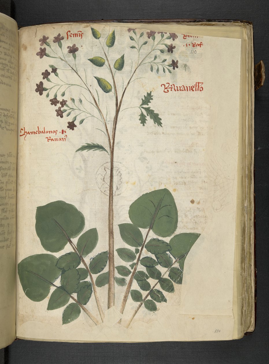 Ein Kräuterbuch, Belluno von Italian School