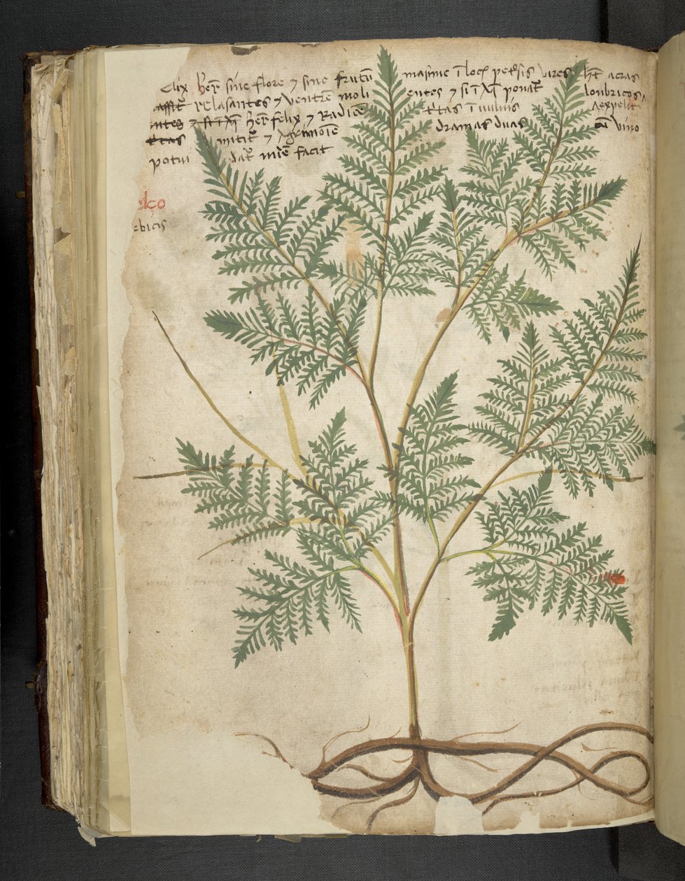 Ein Kräuterbuch, Belluno von Italian School