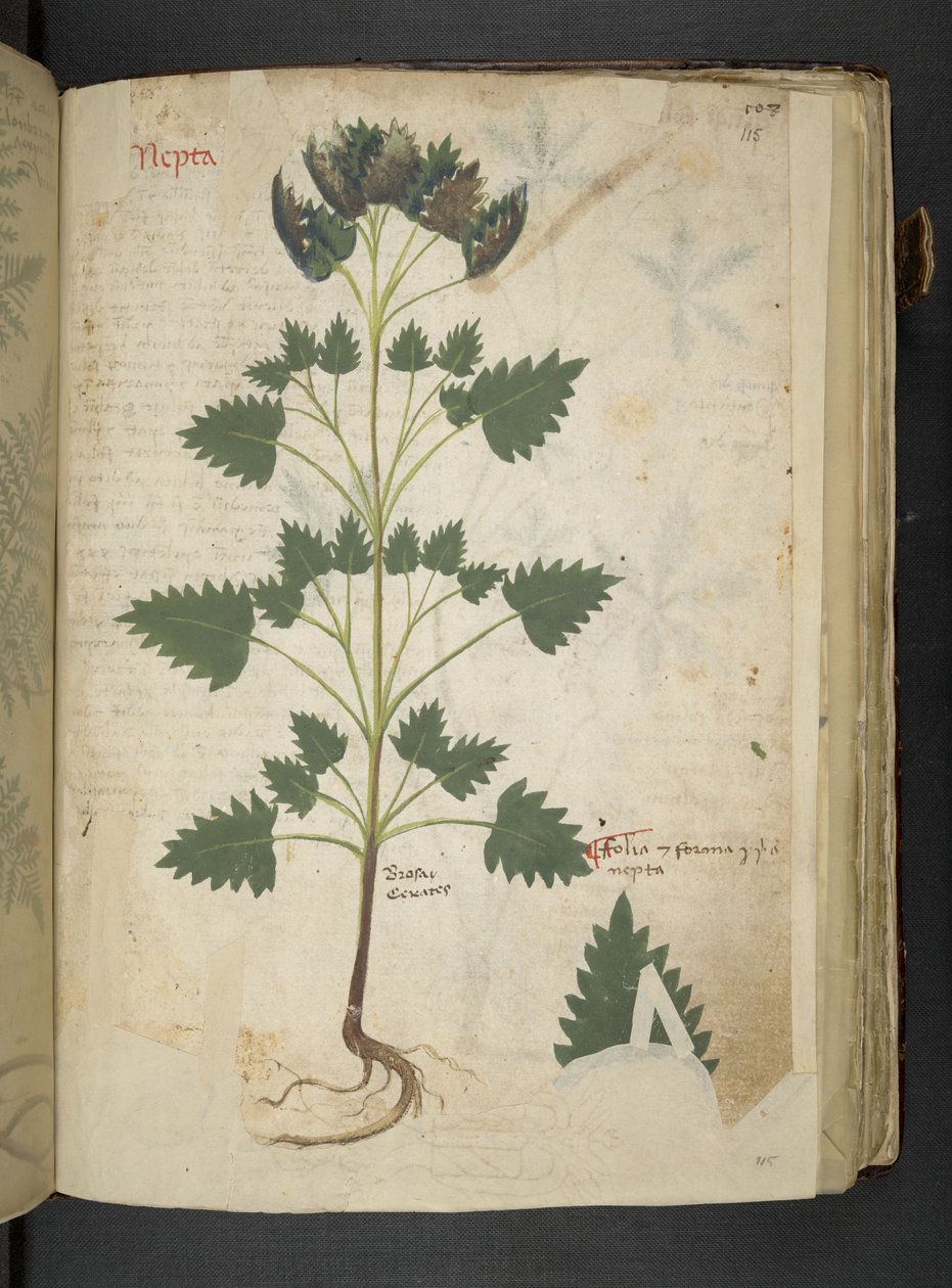 Add MS 41623 f.115r Nepta, aus 
