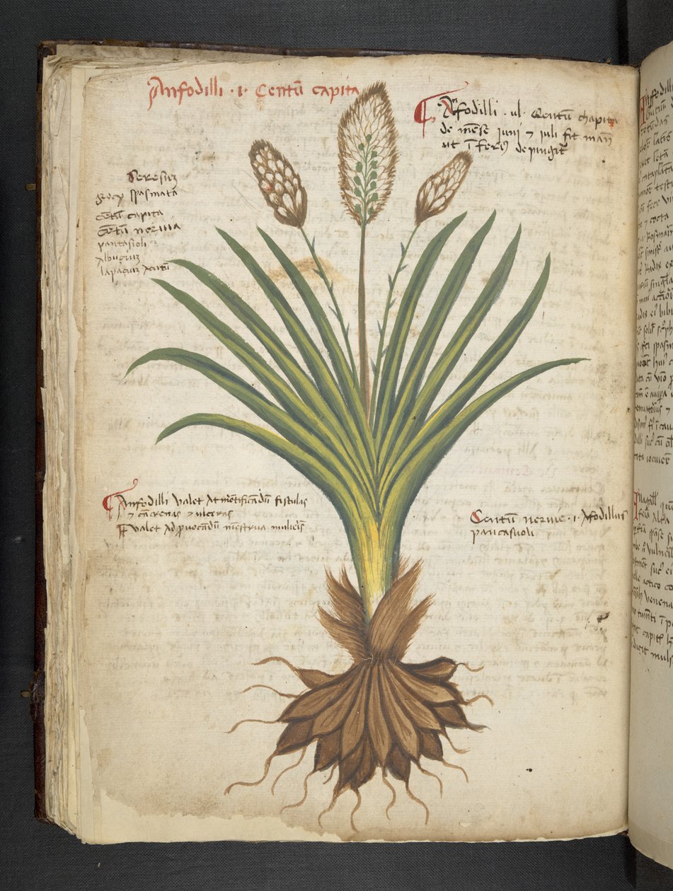 Ein Kräuterbuch, Belluno von Italian School