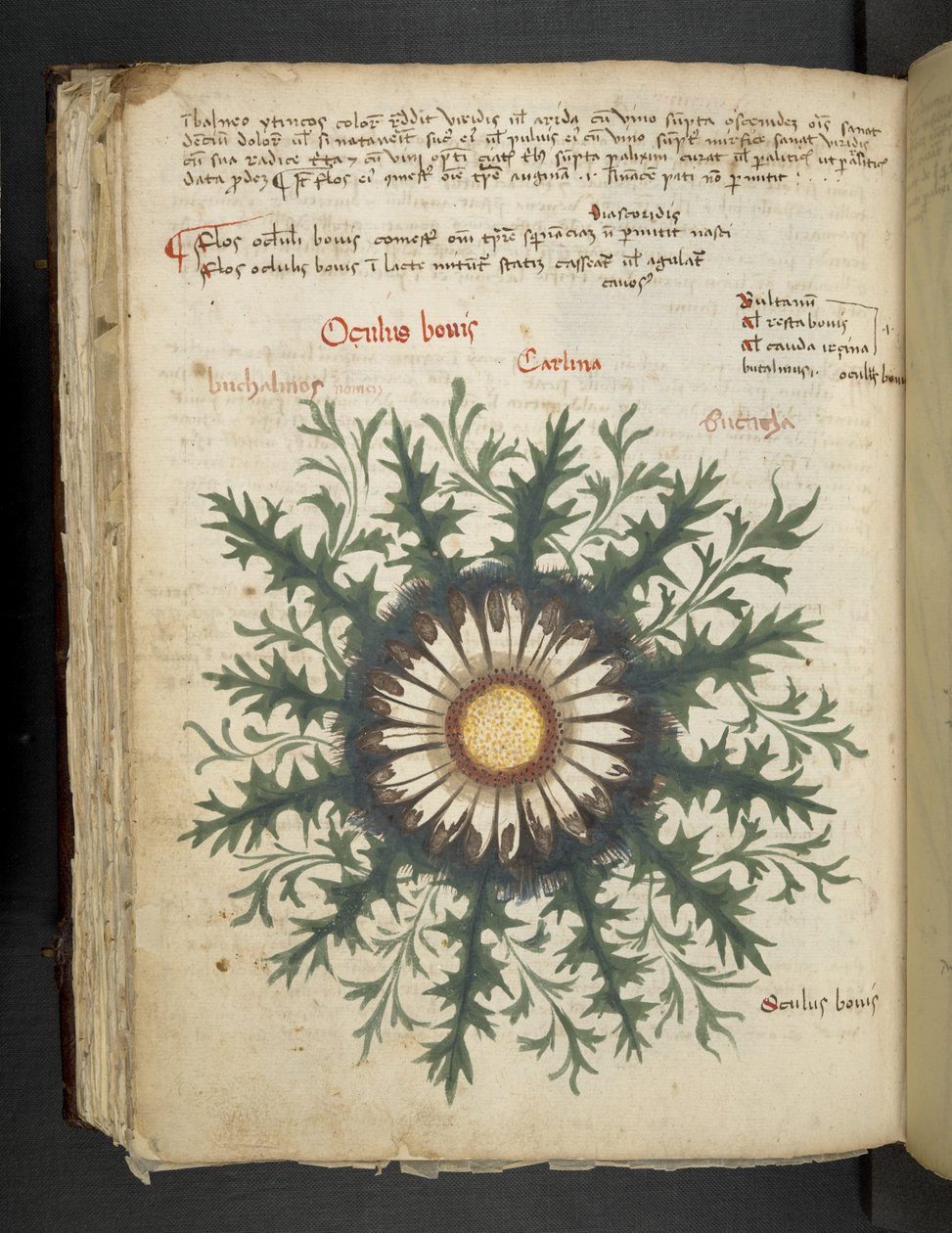 Carlina, aus Ein Kräuterbuch, Belluno von Italian School