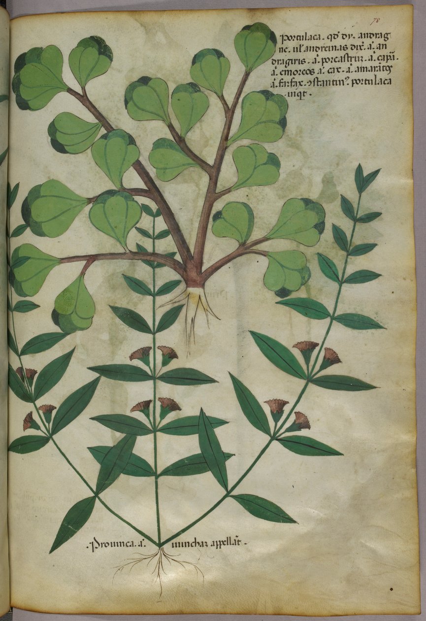 Botanische Illustration, ca. 1440 von Italian School