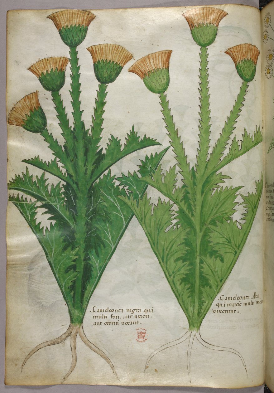 Botanische Illustration, ca. 1440 von Italian School