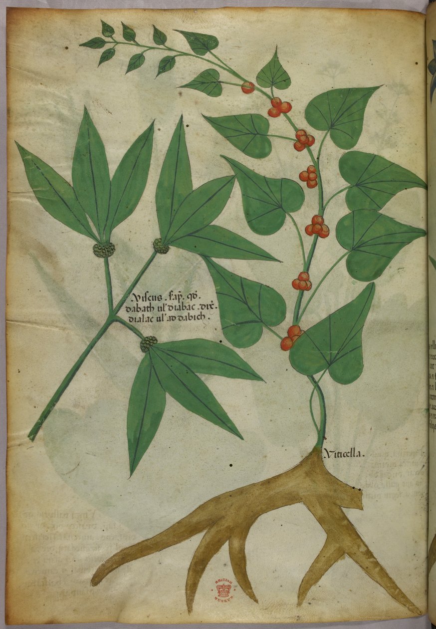Botanische Illustration, um 1440 von Italian School