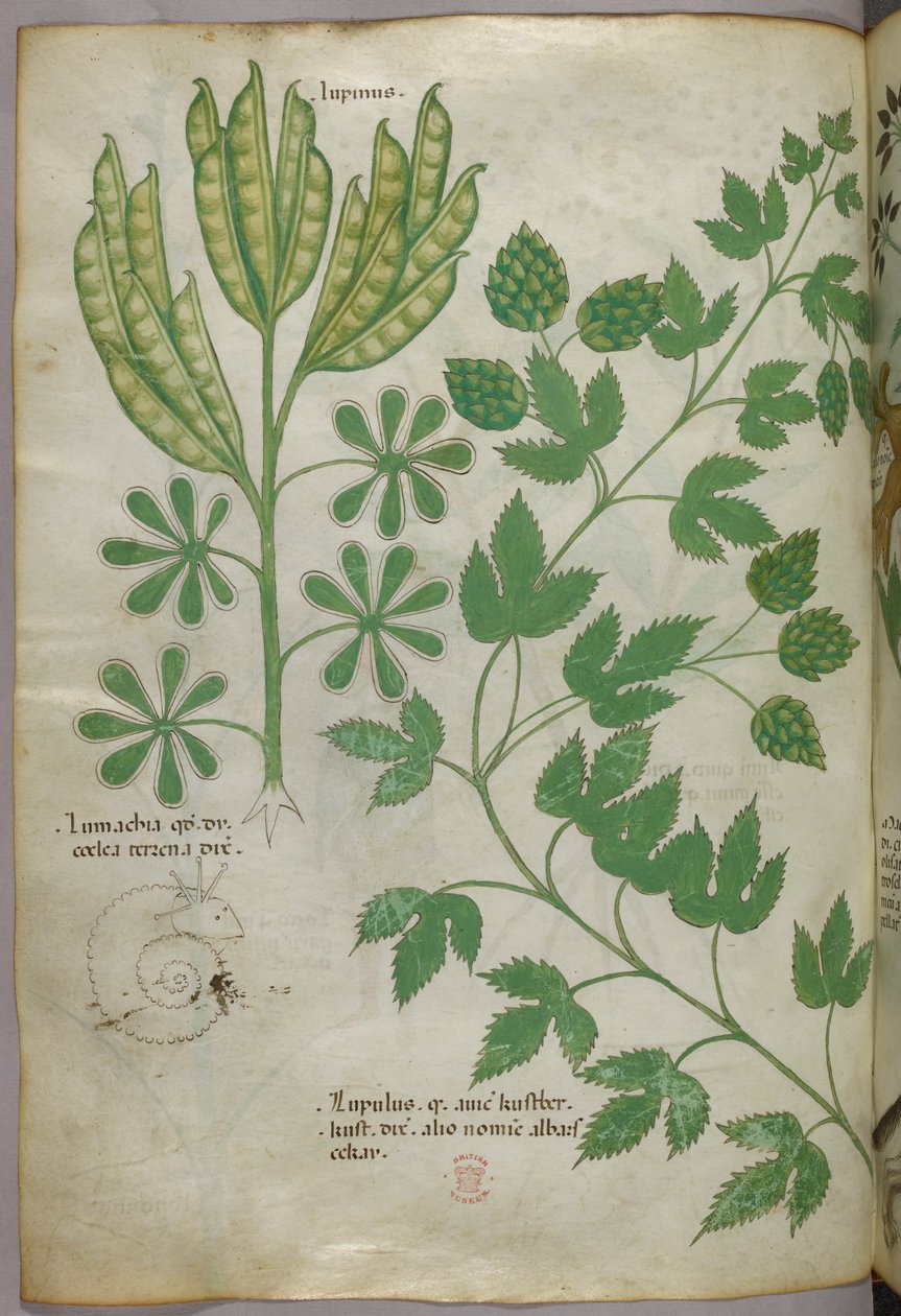 Botanische Illustration, um 1440 von Italian School