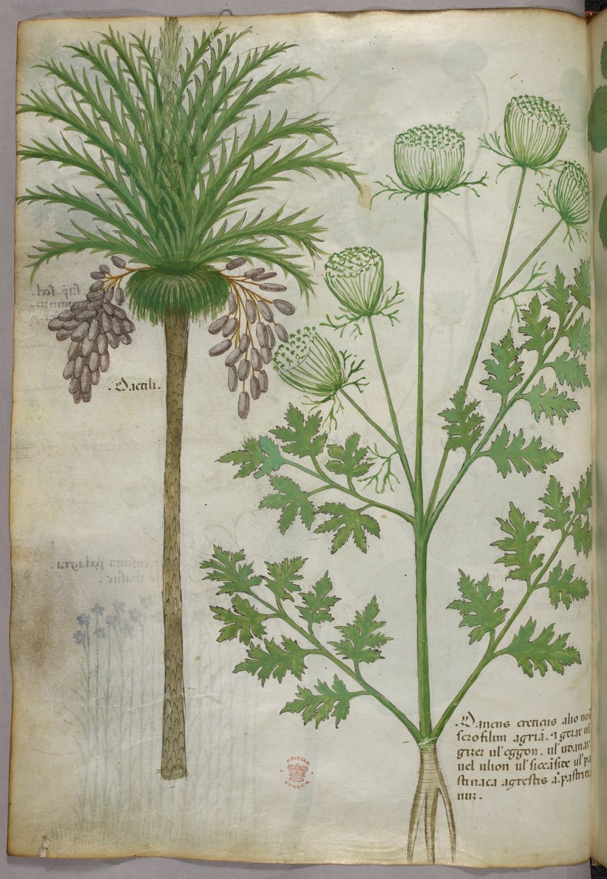 Botanische Illustration, um 1440 von Italian School