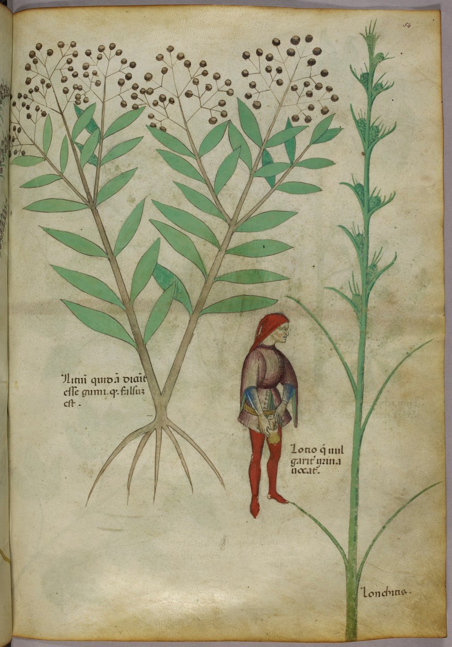 Botanische Illustration einer Pflanze und eines Mannes, der in einen Topf uriniert, ca. 1440 von Italian School