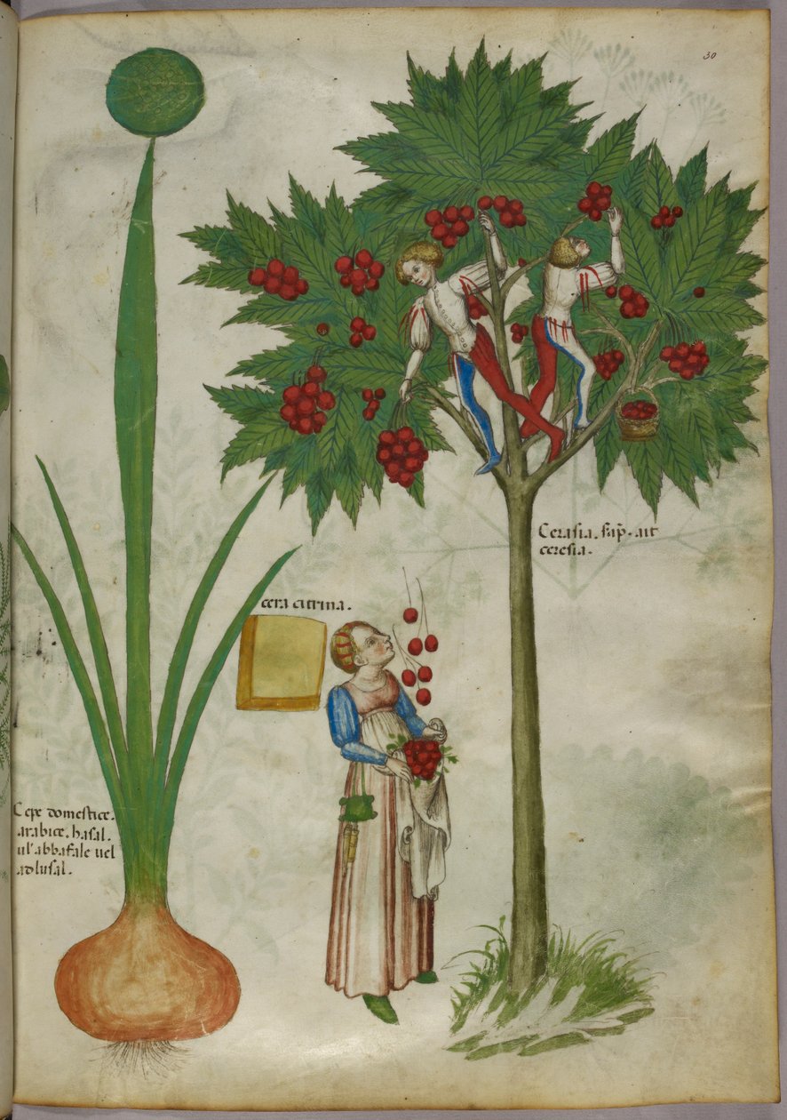 Botanische Illustration einer Pflanze und Jungen, die in den Ästen eines Obstbaums stehen und Früchte pflücken und zu einer Frau darunter werfen, um 1440 von Italian School
