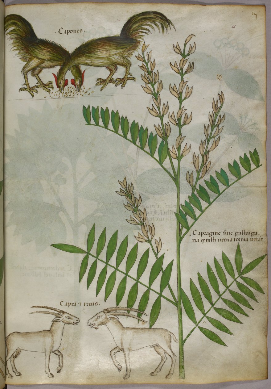 Botanische Illustration einer Pflanze, zwei Ziegen und zwei Vögel, um 1440 von Italian School